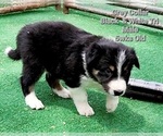 Small Photo #5 Border Collie Puppy For Sale in ELMENDORF, TX, USA