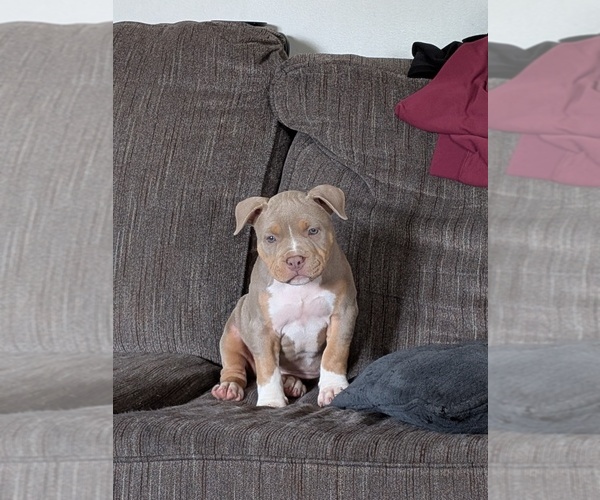Medium Photo #2 American Bully Puppy For Sale in Deep River, Ontario, Canada