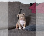Small #1 American Bully