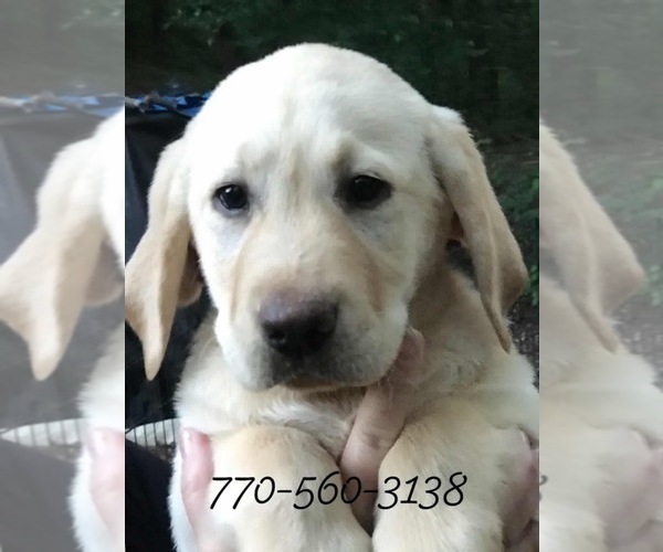 Medium Photo #1 Labrador Retriever Puppy For Sale in BARNESVILLE, GA, USA