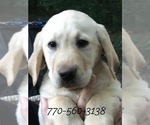 Small Photo #1 Labrador Retriever Puppy For Sale in BARNESVILLE, GA, USA