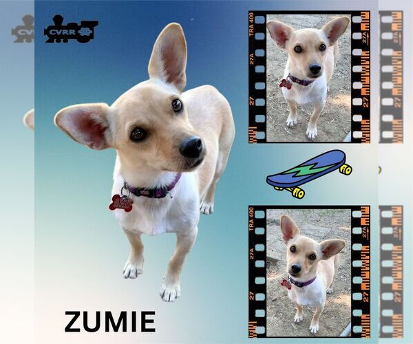 Medium Photo #2 Chihuahua Puppy For Sale in Lindsay, CA, USA