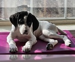Small Photo #45 German Shorthaired Pointer Puppy For Sale in MCKINNEY, TX, USA