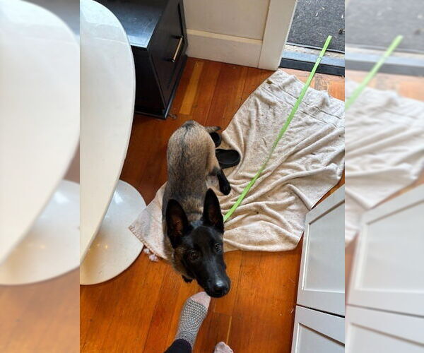 Medium Photo #4 Mutt Puppy For Sale in Imlay City, MI, USA