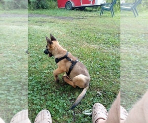 Belgian Malinois Puppy for sale in BOWLING GREEN, OH, USA