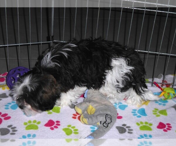 Medium Photo #4 Mal-Shi Puppy For Sale in ORO VALLEY, AZ, USA