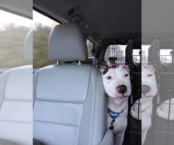 Medium Photo #3 Mutt Puppy For Sale in Thomasville, NC, USA