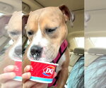 Small #2 Boxer Mix
