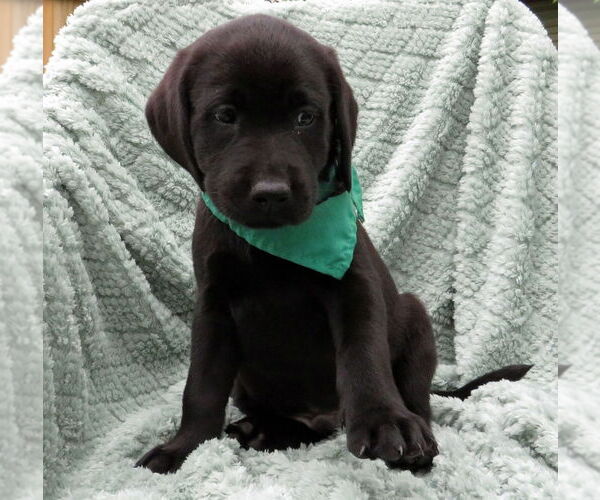 Medium Photo #3 Labrador Retriever Puppy For Sale in Grovertown, IN, USA