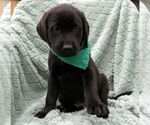 Small #2 Labrador Retriever