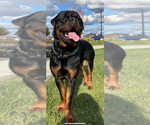Small Photo #39 Rottweiler Puppy For Sale in NAPA, CA, USA