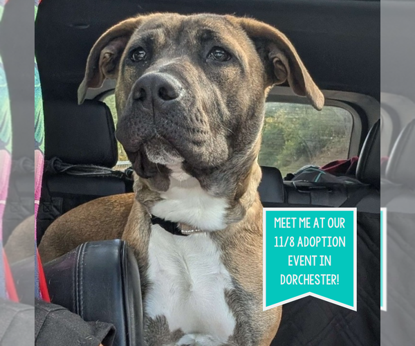 Medium Photo #17 Mastiff-Unknown Mix Puppy For Sale in Boston, MA, USA