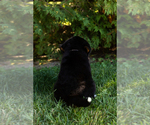 Small Photo #8 Bernese Mountain Dog Puppy For Sale in WOLCOTTVILLE, IN, USA