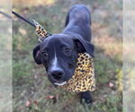 Small American Pit Bull Terrier