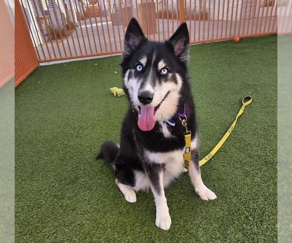 Medium Photo #1 Siberian Husky-Unknown Mix Puppy For Sale in Las Vegas, NV, USA