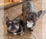 Small #2 French Bulldog