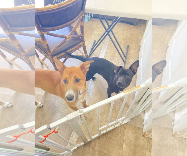 Medium Photo #3 Border-Aussie Puppy For Sale in San Diego, CA, USA