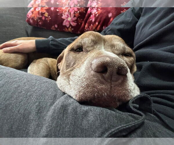 Medium Photo #18 American Pit Bull Terrier-Unknown Mix Puppy For Sale in Germantown, OH, USA