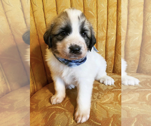 Medium Great Pyrenees