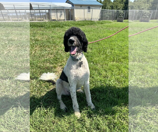 Medium Photo #4 Poodle (Standard) Puppy For Sale in Pacolet, SC, USA