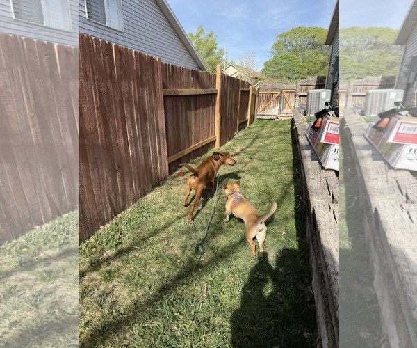 Medium Photo #8 Mutt Puppy For Sale in Sandy, UT, USA