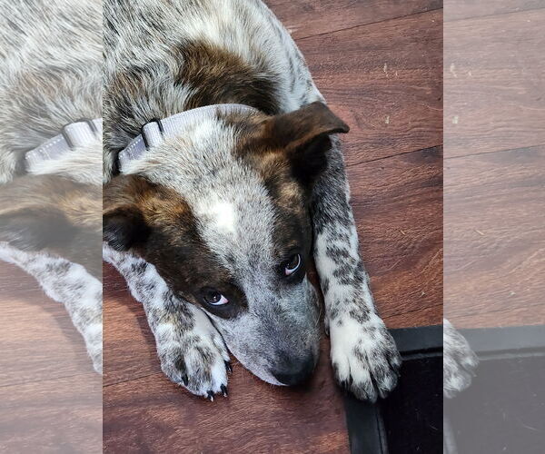 Medium Photo #1 Mutt Puppy For Sale in Garden City, NY, USA