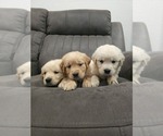Small #2 Golden Retriever