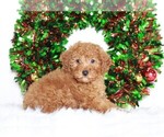 Small #3 Poodle (Miniature)