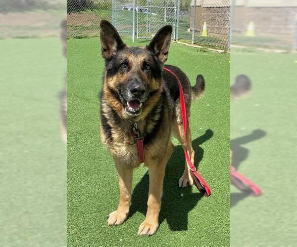 Medium Photo #1 German Shepherd Dog Puppy For Sale in Fruit Heights, UT, USA