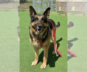 German Shepherd Dog Dogs for adoption in Fruit Heights, UT, USA