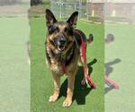 Small German Shepherd Dog