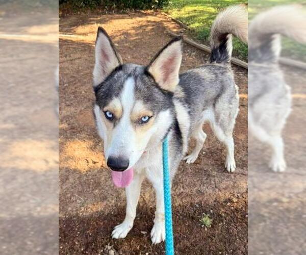 Medium Photo #2 Siberian Husky Puppy For Sale in Sacramento, CA, USA