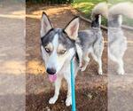 Small #1 Siberian Husky