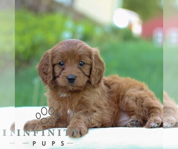Medium Photo #3 Cavapoo Puppy For Sale in LITITZ, PA, USA
