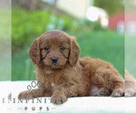 Small #2 Cavapoo
