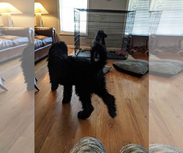 Medium Photo #1 Poodle (Standard) Puppy For Sale in PLEASANTVILLE, TN, USA