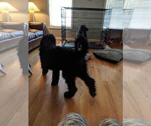 Poodle (Standard) Puppy for sale in PLEASANTVILLE, TN, USA