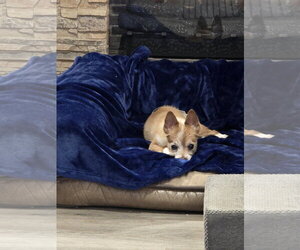 Kit Copper Roo - Male Pomeranian-Unknown Mix Dog for Adoption - Photo #5