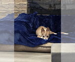 Small Photo #5 Pomeranian-Unknown Mix Puppy For Sale in Sandy, UT, USA