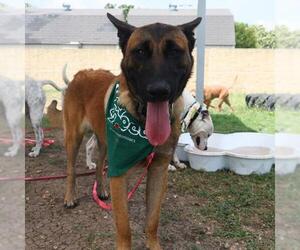 Mutt Dogs for adoption in San Antonio, TX, USA