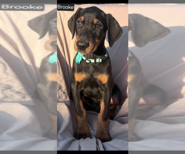 Medium Photo #2 Doberman Pinscher Puppy For Sale in POMEROY, OH, USA