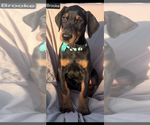 Small #1 Doberman Pinscher