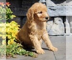 Small Photo #4 Labradoodle-Poodle (Standard) Mix Puppy For Sale in RONKS, PA, USA