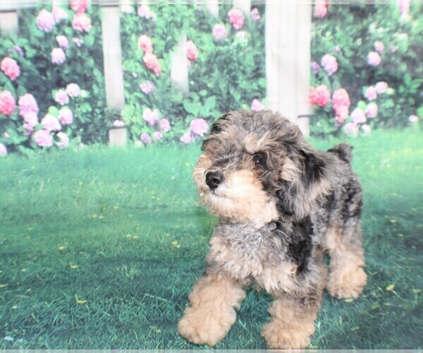 Medium Photo #6 Poodle (Miniature) Puppy For Sale in MIDDLEBURG, FL, USA
