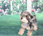 Small Photo #6 Poodle (Miniature) Puppy For Sale in MIDDLEBURG, FL, USA