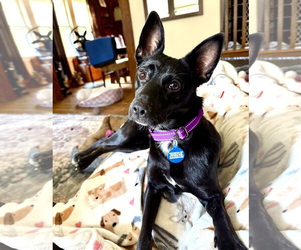 Medium Photo #20 Mutt Puppy For Sale in Boonton, NJ, USA