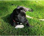 Small #1 Mutt