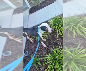 American Pit Bull Terrier-Unknown Mix Dogs for adoption in St. Cloud, FL, USA