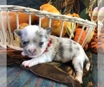 Small #1 Chihuahua
