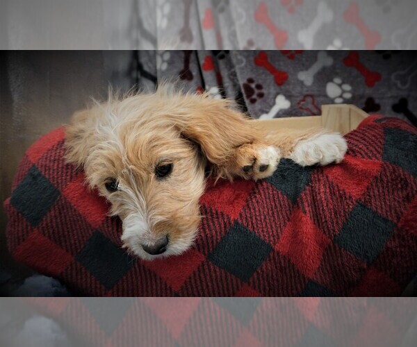 Medium Photo #1 Cavapoo Puppy For Sale in LUBLIN, WI, USA